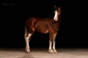 Poney D Welsh Cob 