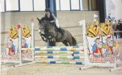 Poney D 6 ans potentiel CCE/CSO