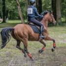 Jument Autre Race de Poney A vendre 2013 Autre couleur