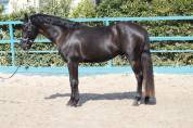 joli poney noir hongre PFS 5 ans 1m45 