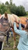 Haflinger poney à vendre 