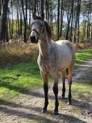 Poneys français de selle 