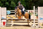 Hongre Autre Race de Poney A vendre 2016 Isabelle