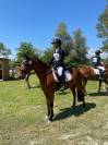 Hongre Autre Race de Poney A vendre 2015 Bai