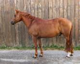 Poney PFS de 7 ans 