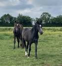 Pouliche New Forest 