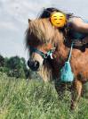 Poney Shetland à placer contre bons soins