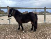 Femelle shetland 3 ans 