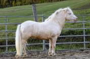 Etalon Shetland Cremello - Vente ou Location