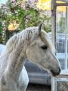 Ponette C