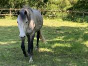 Ponette PFS