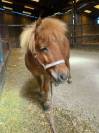 a vendre poney 2 ans