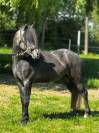 Poney Welsh PP