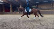 Chic Poney francais de selle - 9 ans - Dressage