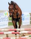 EXCELLENT PONEY D'AVENIR