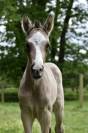 Pouliche dressage poney sport 