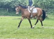 Ponette de 6 ans 
