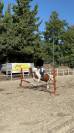 Hongre Autre Race de Poney A vendre 2004 Pie