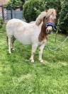 Belle ponette shetland pp français grand standard 