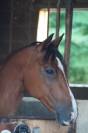 Poney de sport à louer AS2/AS1