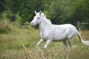 Mulet espagnol de 9 ans cherche sa famille !
