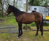 Poulain 2 ans hongre