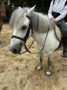Poney B loisir / club onc