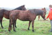 ponette connamara pp 6 points pace