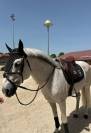 Poney de sport à vendre