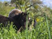 MINIS SHETLANDS