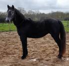 PONETTE CONNEMARA 5 ANS - 145 CMS