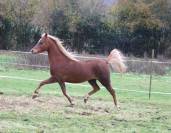 Poulinière Welsh B 12 ans