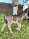 pouliche oc type shetland 