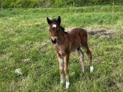 Joli poulain connemara/welsh cob