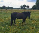 Hongre baie Poney C de 10 ansFuego
