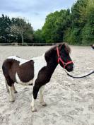 Poney 
