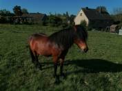 Hongre dartmoor 4 ans