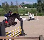 Ponette Welsh part-bred 5 ans 