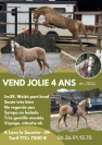 PONETTE 4 ANS TAILLE 142 FERREE