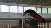 Hongre New Forest 3 ans Hors Cote