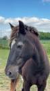 Poney ONC