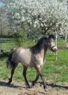 Etalon Welsh a confié 