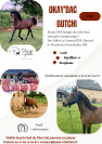 Poney PFS de 1 an