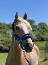 Vends splendide Poney Français de Selle N’ICE CREAM 