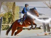 Poney de sport 