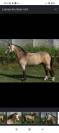 Magnifique poney connemara 
