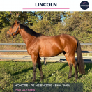 Ruin Volbloed Te koop 2019 Donker bruin / bai ,  ULYSSES