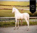Veulen (ml) Lusitano Te koop 2025 Crème ,  Ouro JLC