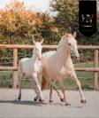 Veulen (ml) Lusitano Te koop 2025 Crème ,  Ouro JLC