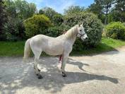Vend poney camarguais 